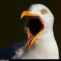 Untitled (ft. Scenic & Gwalk)