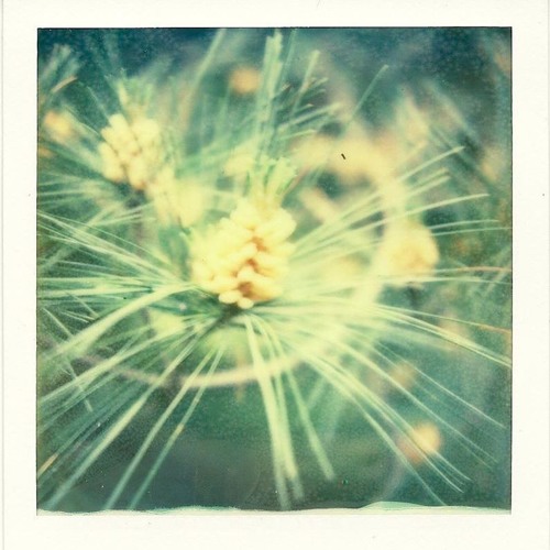 PACIFIC YEW - (((( Fibrous ))))