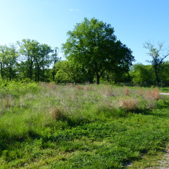 Deer Lake Savanna 2