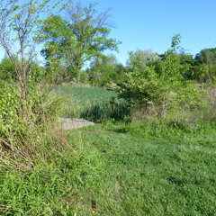 Deer Lake Savanna 11