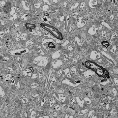 CALO, Cybernetic Improvisation for Contrabass Clarinet and AI Synthesizer