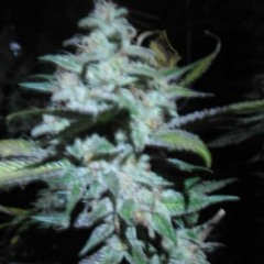 N8v child  ,,, Where it's peaceful