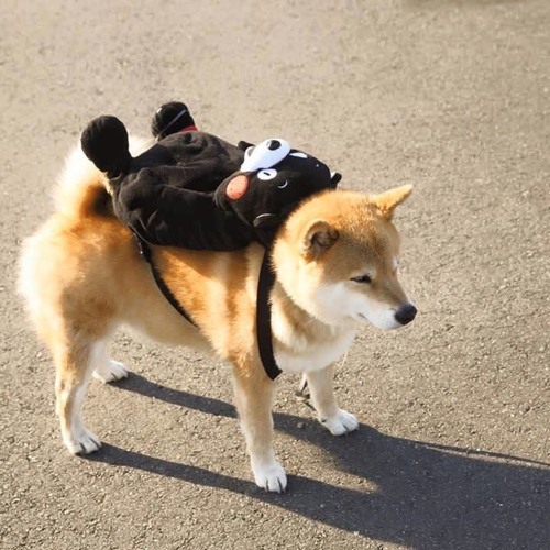 S h u f f l e