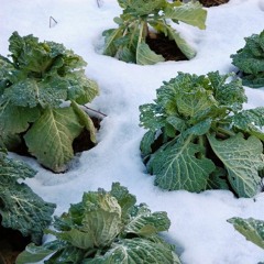 fresℎ. daily 05.07.2016