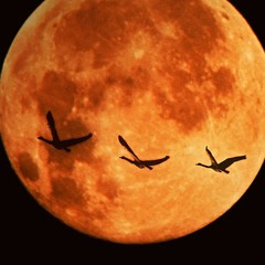 Harvest Moon (Neil Young Cover)Stevie Stone