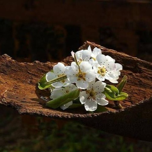 إِنَّ الَّذِينَ كَفَرُواْ لَن تُغْنِيَ عَنْهُمْ أَمْوَالُهُمْ  || القارئ: هزاع البلوشي