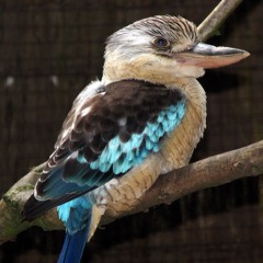 Cookedaburra