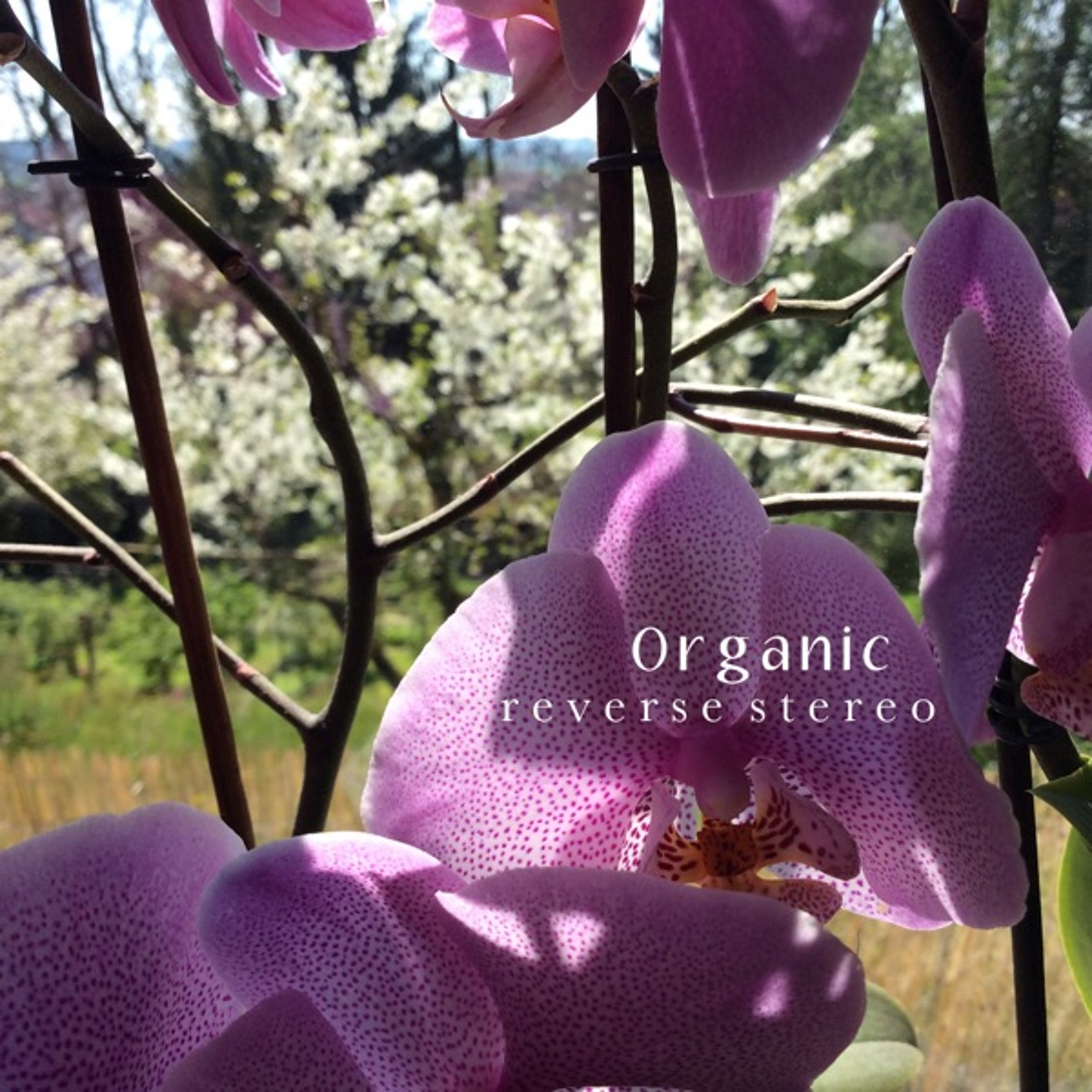 Organic (Chillout) episode artwork