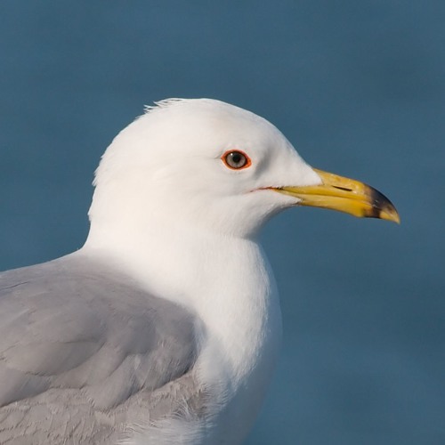 You Feel Like You're Gonna Have A Bird Time