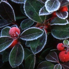 Teaberry