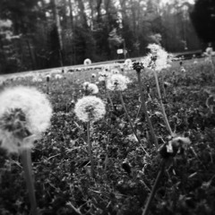 Dandelions (Prod By. Swellthy)