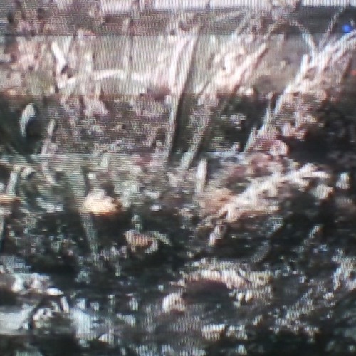 STRANGELET