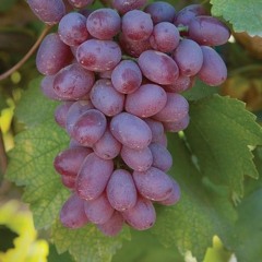 Little Old Wine Drinker Me - Dean Martin :)