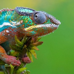 Iguania