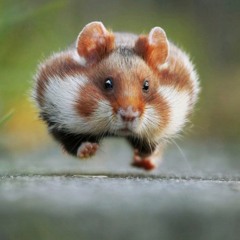 Extract Live Set Sardinia