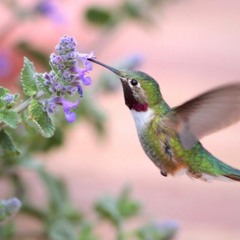 Olha A Canção - 152 Diamante