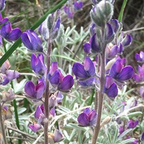 Birch Grove And the Black-Capped Chickadee