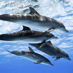 Dolphin Sanctuary