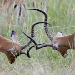 Let it Happen- Jurgen Stein (cover Tame Impala)