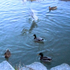 Goose And Moose Hate Techno Music