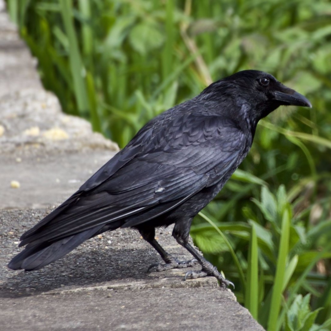 Crow Call Cd Stream Carrion Crow calls by BirdSongBob | Listen online for free on ...