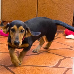 ALBINO TARANTULA ARMY