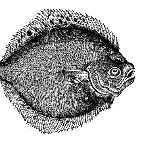 Vissien Eten vs. Tsunami