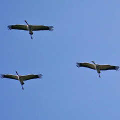 Lower Trio (Fernando Fadigas, Miguel Sá, Vítor Rua)- Live at CMAG