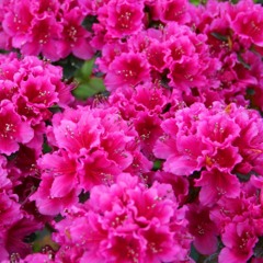 AZALEA CHAMPAGNE ft. K-WAR