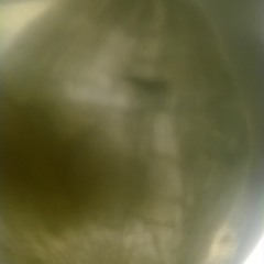 INSIDE THE DIVINE EGG