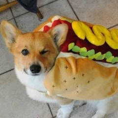 Ton - Cachoro Quente