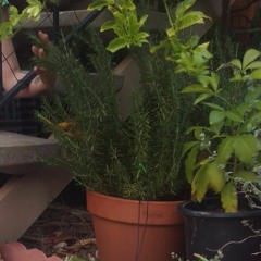 Rosemary