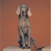 William Wegman Man s Best Friend 2008 Wall Calendar download pdf