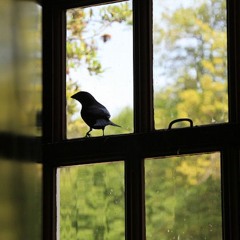 Bird Flew By My Window (1975 recording)