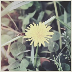 honeybee