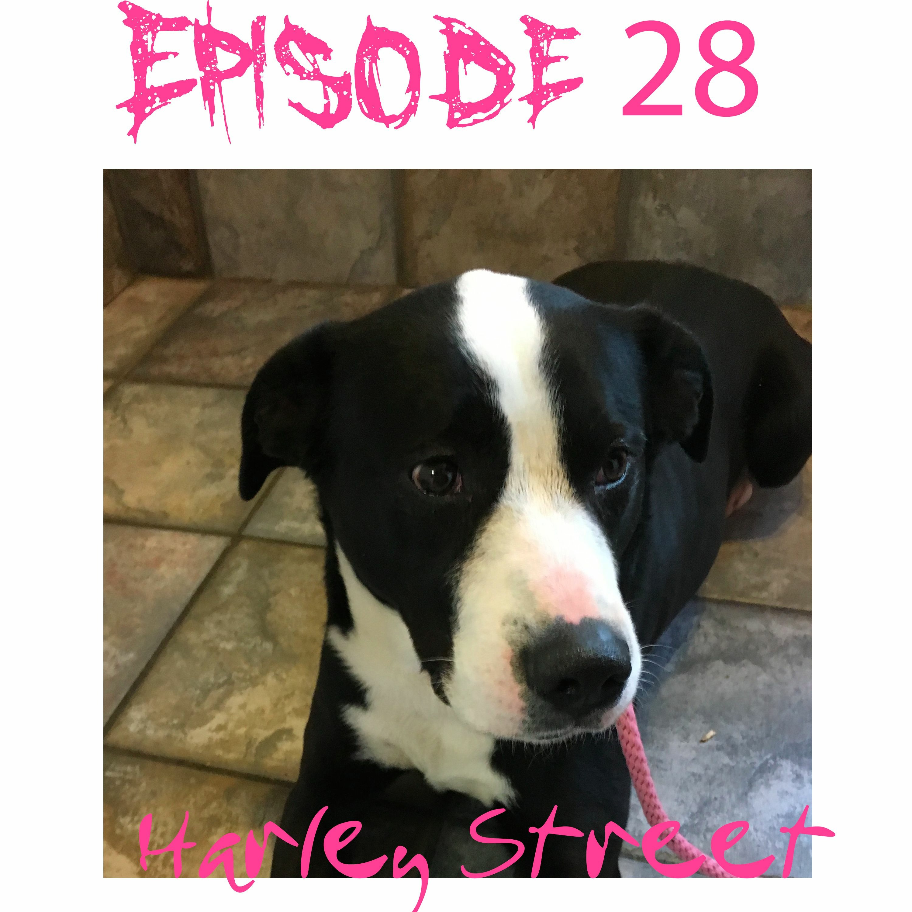 Episode 28 - Don't Lick Strange Things episode artwork