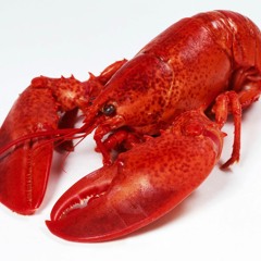 LOBSTER - http://traktrain.com/xoxainedeezy