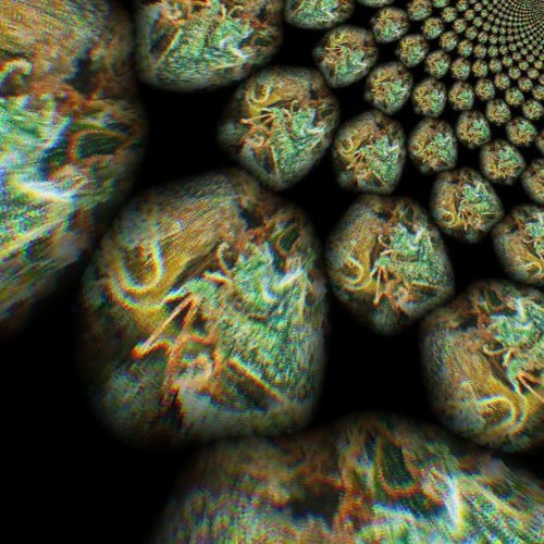 Kief Reef (feat Netbo1)