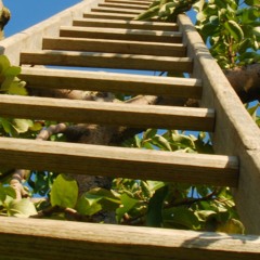 Ascending the Ladder