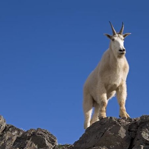 GOAT