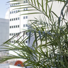 High Sunn - Milk Tea Baby