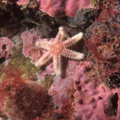 Wireless 5G Data, Earths Magnetic Bubble, and a Sea Star Mystery