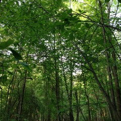 straight up ($ign Choppd)