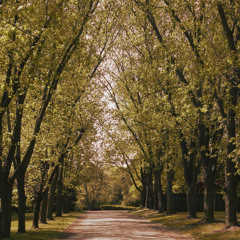 Ambient Sounds (wind, birds)