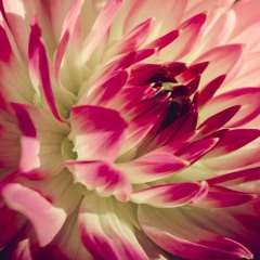 Flowers (rev. 2016) for SSAB Choir