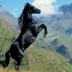 Blackstallionkungfupandaeurovision Speedcomp 20 Synchromute