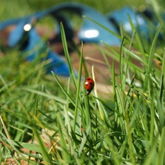 Lady Bird - Feat. Alex Lozano