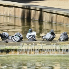 أجمل ما غنى الفنان صباح فخري