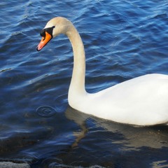 世間千千萬萬人未明白我 替這位空想家驚訝