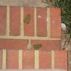 Les Crapauds de La Fontaine (The Toads from the Fountain) for bass clarinet and electronics (2015)